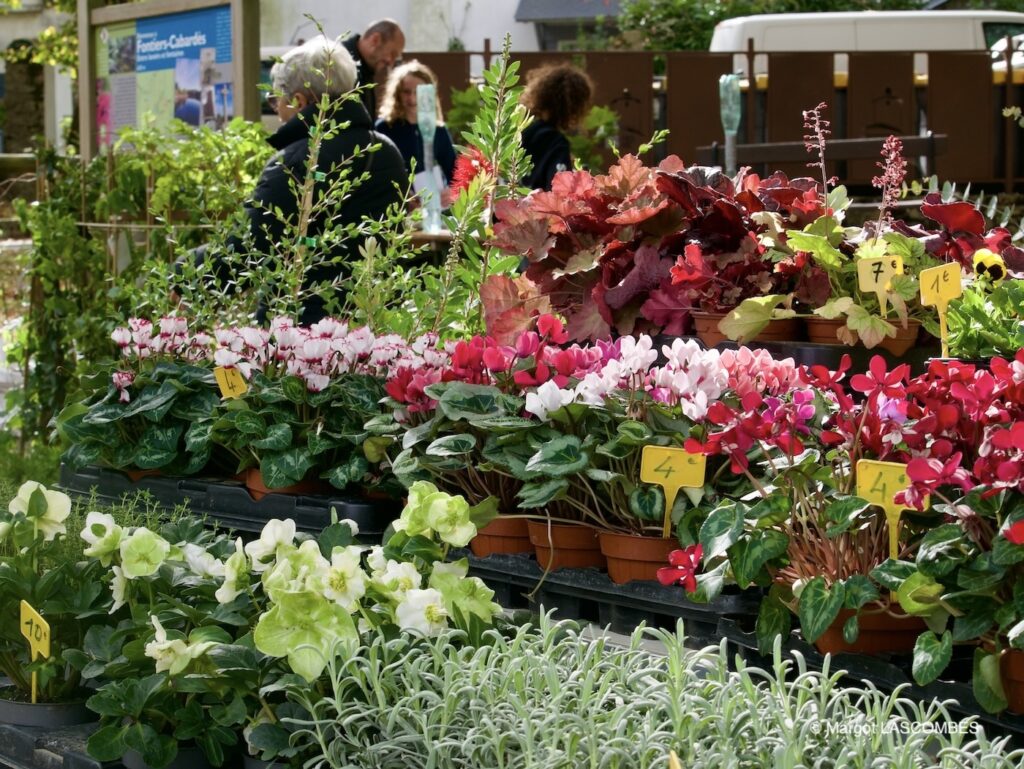 plantes au festival de plantes de fontiers-cabardes