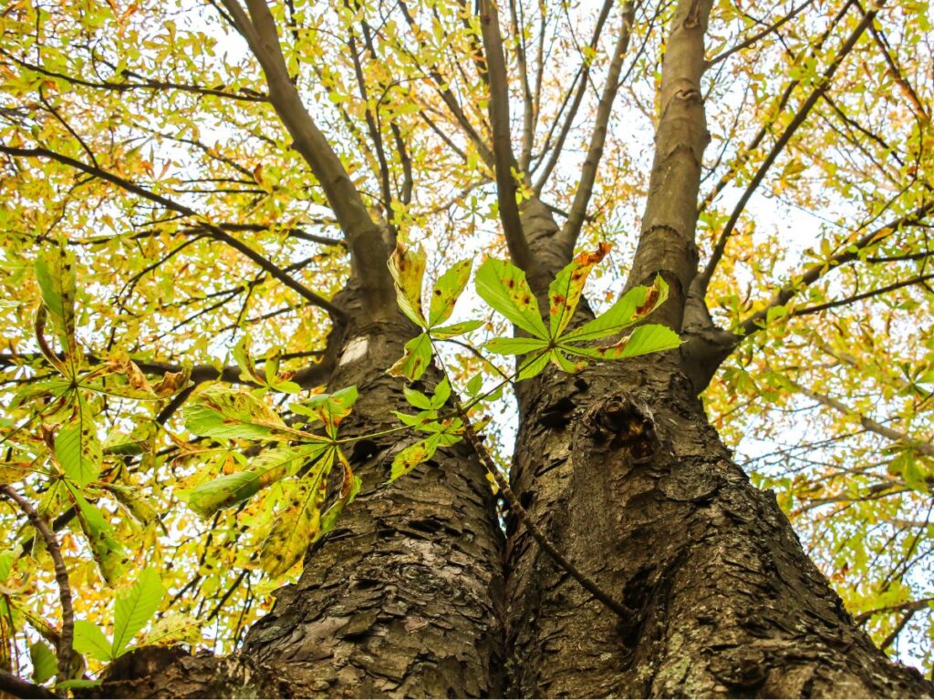 arbres chataignier