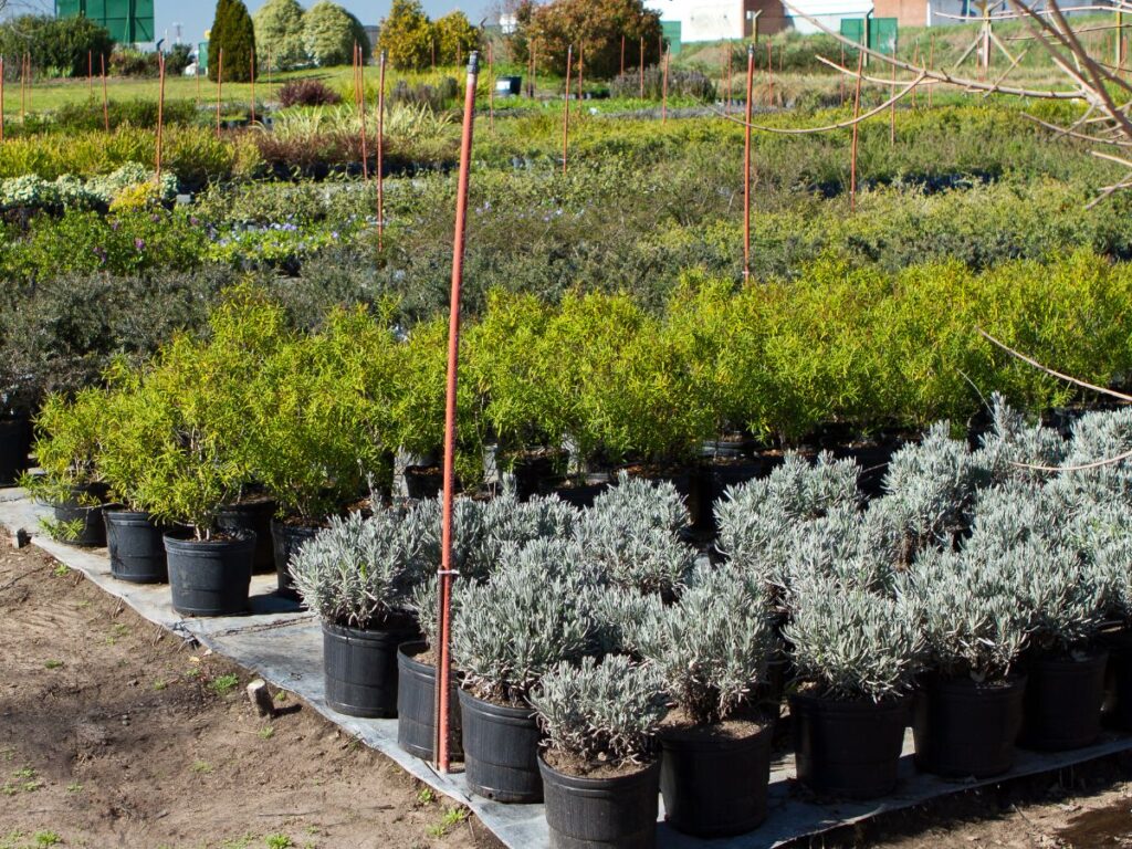 pépinireres de plantes
