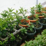pots de plantes