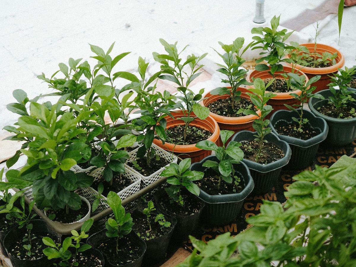 pots de plantes